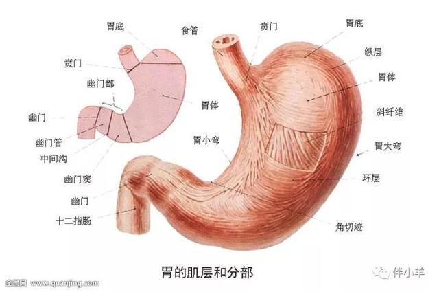 (1)胃癌的好发部位依次为胃窦(58,贲门(20,胃体(15,全胃或者大