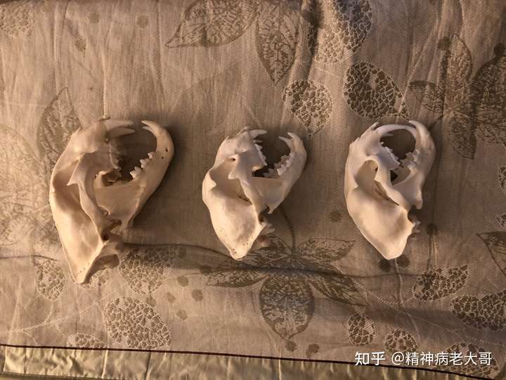 从左至右分别为花豹,雪豹,云豹的头骨模型 这是西伯利亚灰狼的头骨