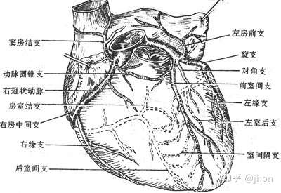 心血管冠状动脉比较解剖