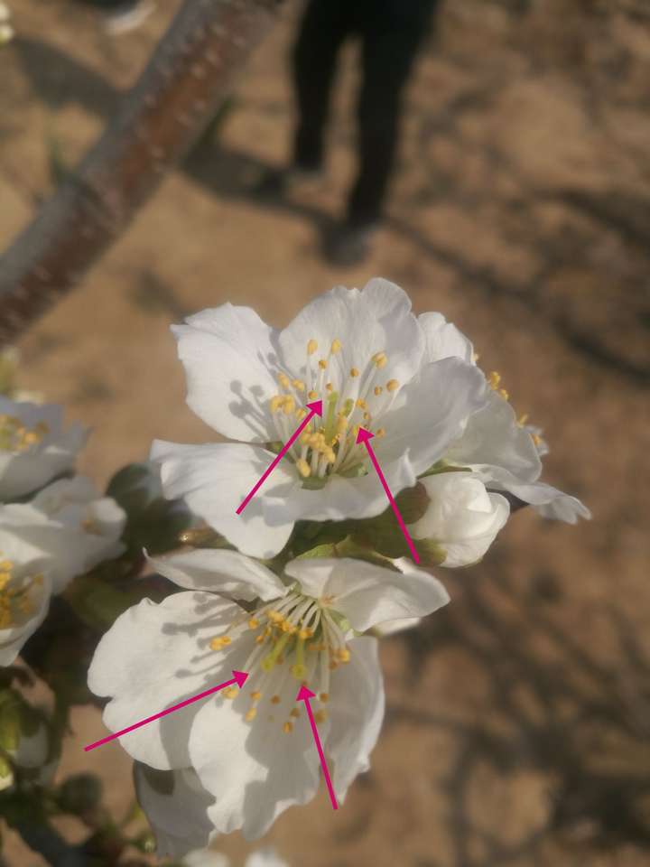 双雌蕊,正常是单雌蕊.剥开花瓣里边的