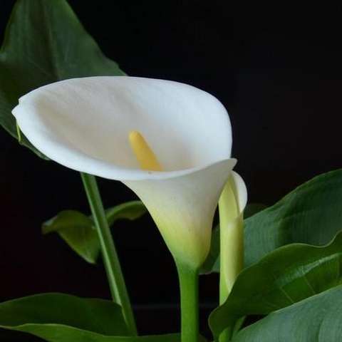 马蹄莲,(学名:zantedeschia aethiopica)是天南星科,马蹄莲属多年生