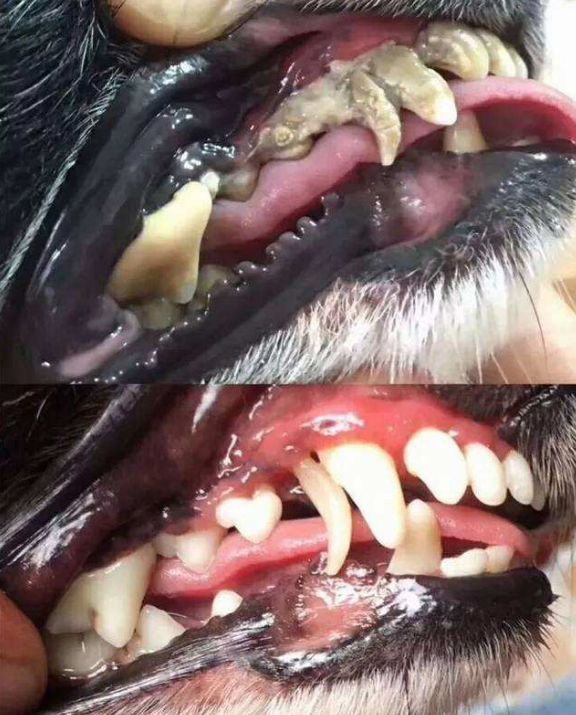 给你们看看 狗狗不刷牙的后果…噗… (下图有点恶心,受不了的人请慎重