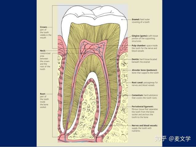 secondary dentin 次级(继生,tertiary dentin次次级(继继生)牙本质
