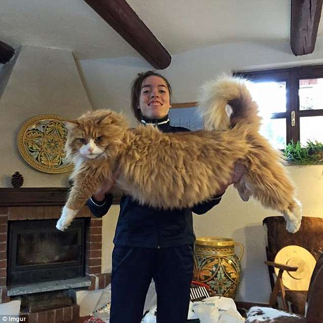 缅因猫最大可以长多大?
