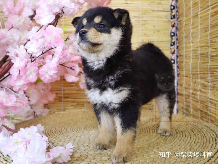 柴犬的眼睛是杏仁眼,柴犬的舌头是粉色的,柴犬的爪子是聚拢的,柴犬的