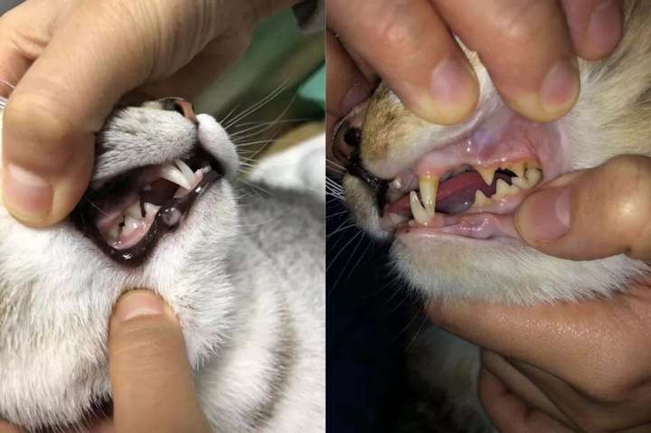 1岁猫咪和3岁猫咪的牙齿对比