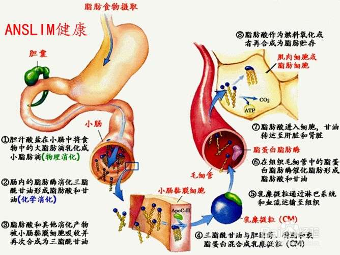 食物中的脂肪进入身体是如何代谢的