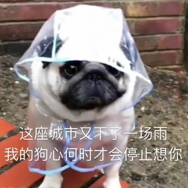 有什么可爱又沙雕的文案吖