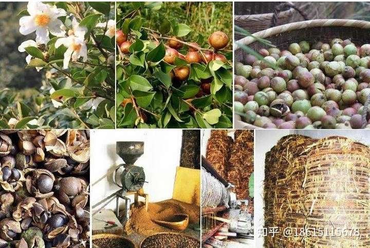 加工后的山茶油营养值