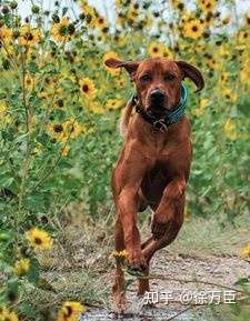 这是拉布拉多和美国比特犬的混种吗?