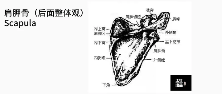 肩关节肌骨解剖学第二讲肩胛骨