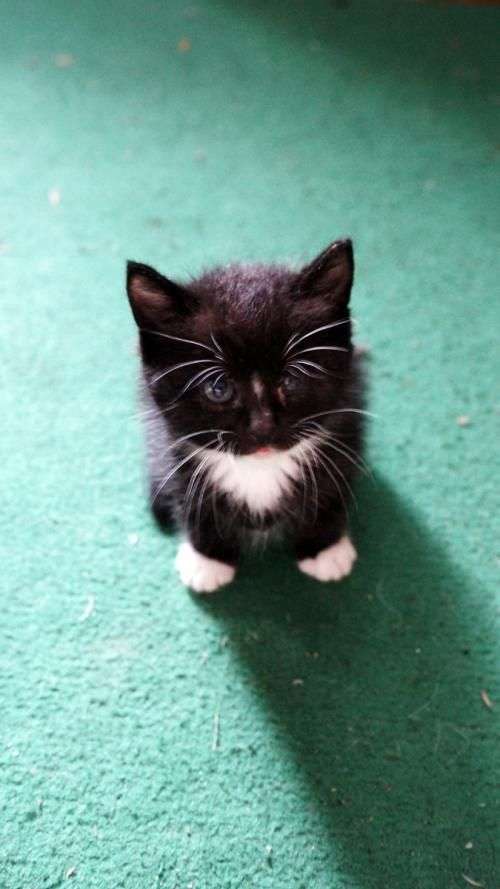 壁纸 动物 猫 猫咪 小猫 桌面 500_889 竖版 竖屏 手机