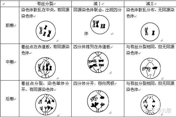 如何区分减数第二次分裂与有丝后期分裂图像?