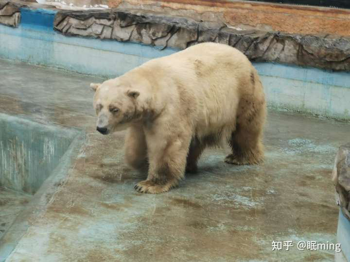 北京动物园在32℃的露天环境下饲养北极熊是不是涉嫌虐待动物?