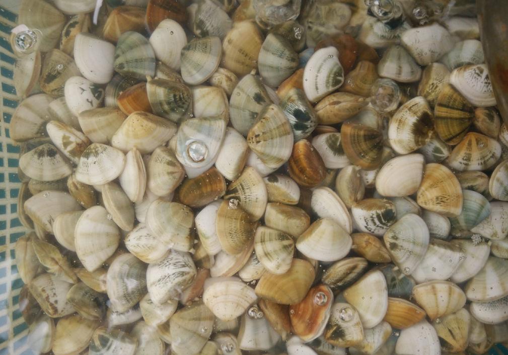 花蛤,蛏子,蚬子,蚶子,蛤蜊,海瓜子,贝壳都有什么区别?
