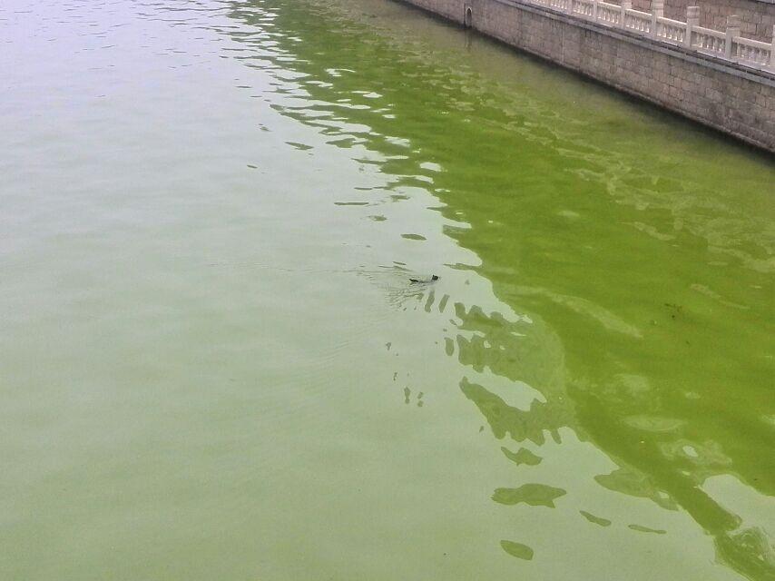 猫会游泳吗? - 知乎