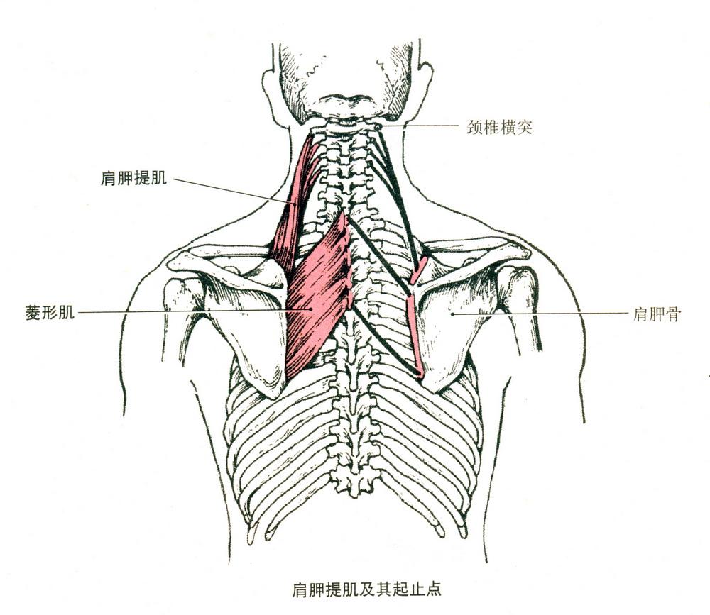 也可能是头颈夹肌的靠近脊椎部分