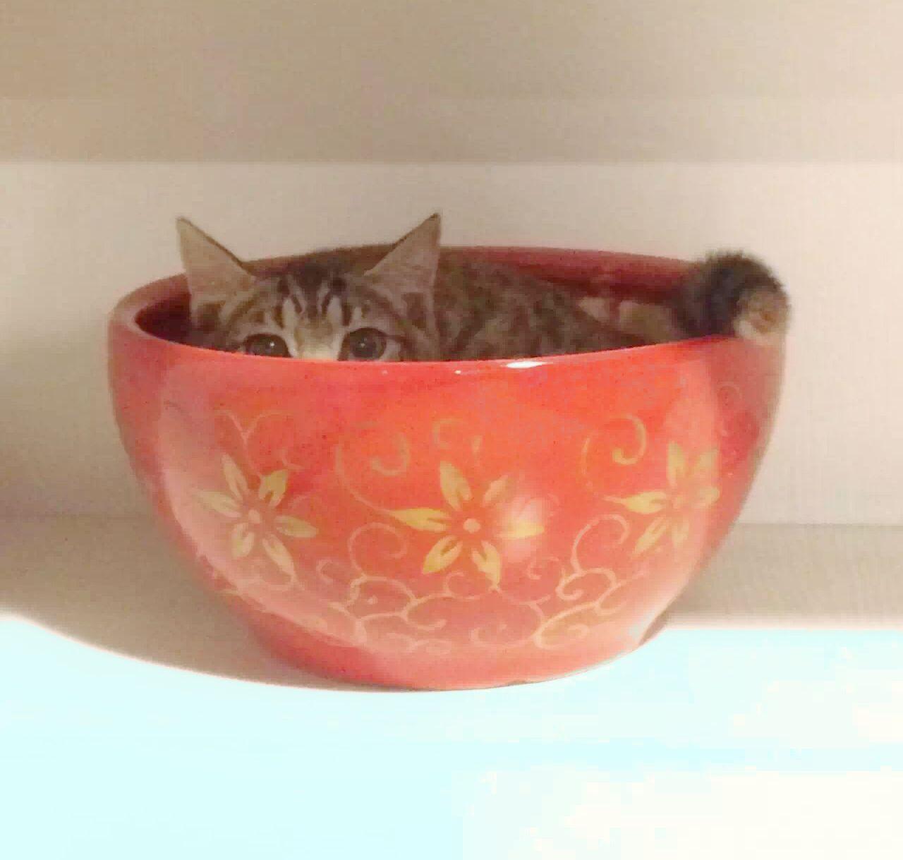 世界上有哪些喜欢猫的名人? - 德川咪咪的回答