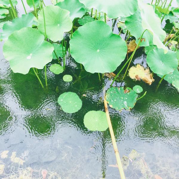 下雨天的学校池塘.