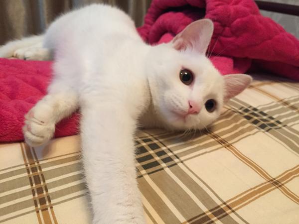 中华田园猫的颜值有多高?
