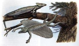 34,空尾蜥——古生物学家曾经把它认为是一种鱼.