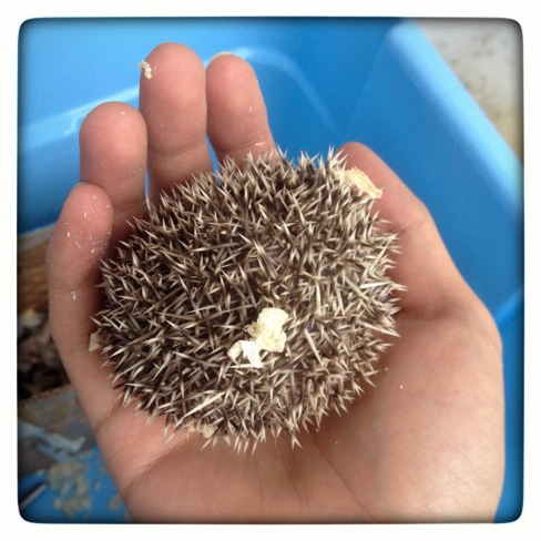 刺猬 - 热门问答