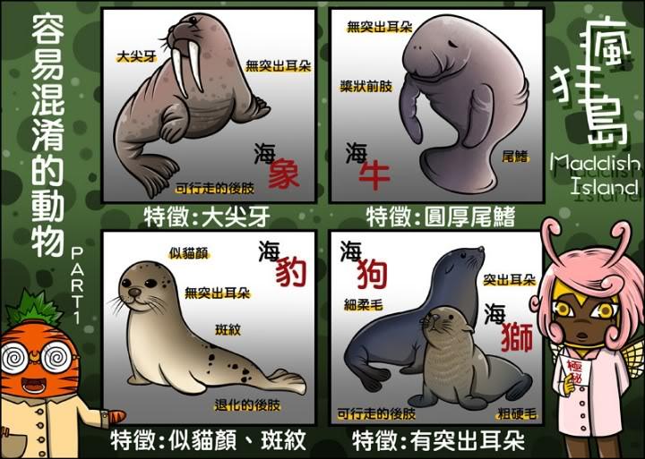 海狗是海狮科下的一个
