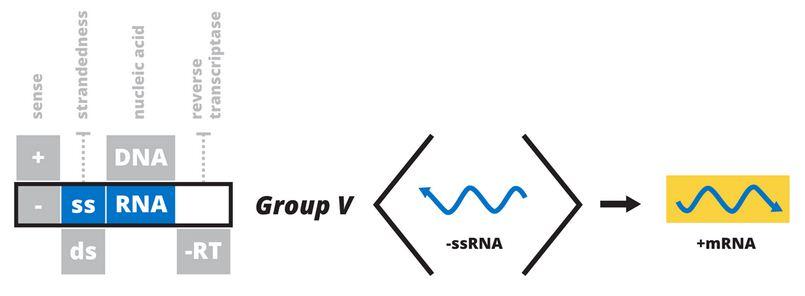 它们的遗传物质是正链单链rna,正链rna在宿主细胞内直接被当作mrna