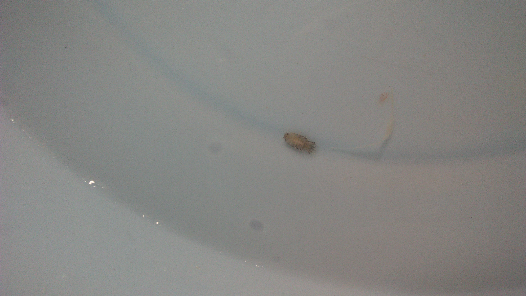 妈妈洗虾发现的虫子一类的东西,想请假一下这