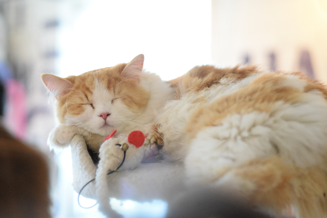 索尼黑卡3和入门单反配50mm定焦的各项素质