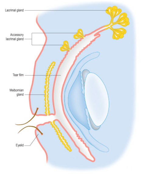 眼泪由泪腺(lacrimal gland)分泌[1 主要成份是 水,脂类,油酰胺和