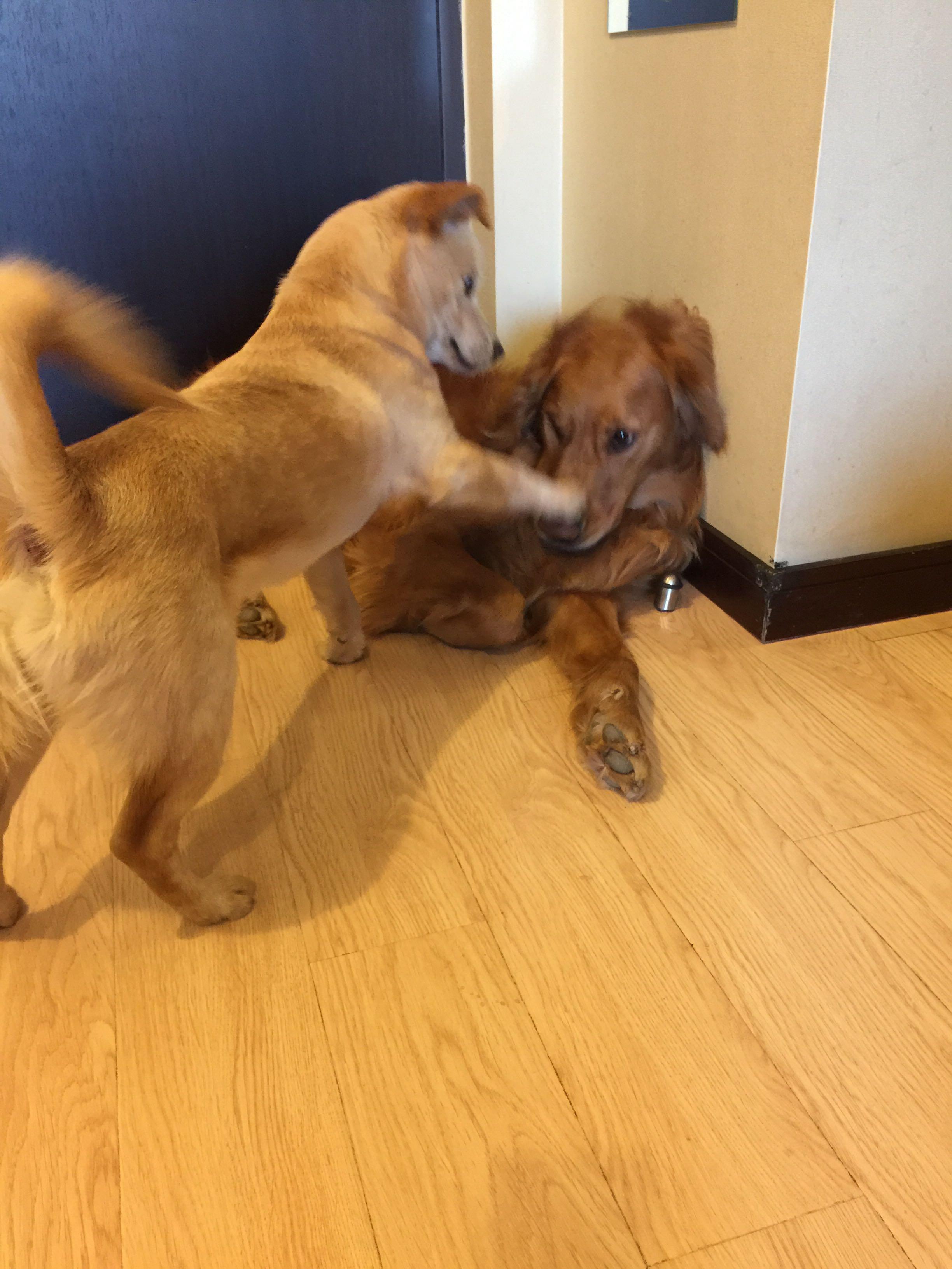 大型犬如金毛可以和小型犬一起养吗?家有一岁