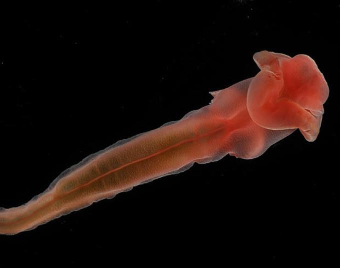 有哪些奇特的深海生物?