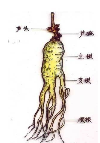 人参的鉴别?