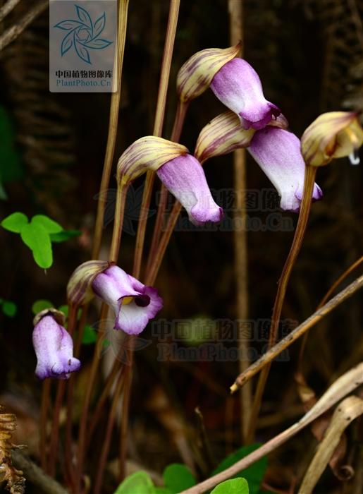 中国植物图像库 补充一张正面照:图片来源:野菰 aeginetia indica l.