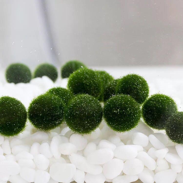 是世界上唯一的球型海藻.生长在北半球,通常作为日本淡水湖的纪念物.