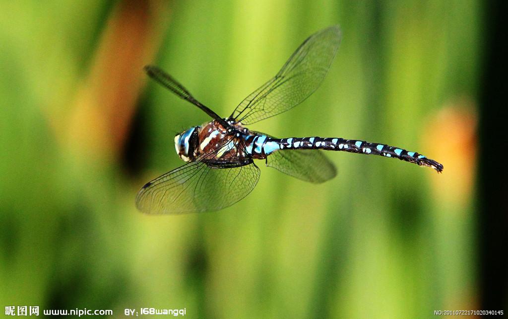 果花 蜻蜓 昆虫/蝴蝶，蛾为什么不如蜻蜓苍蝇飞得灵活？