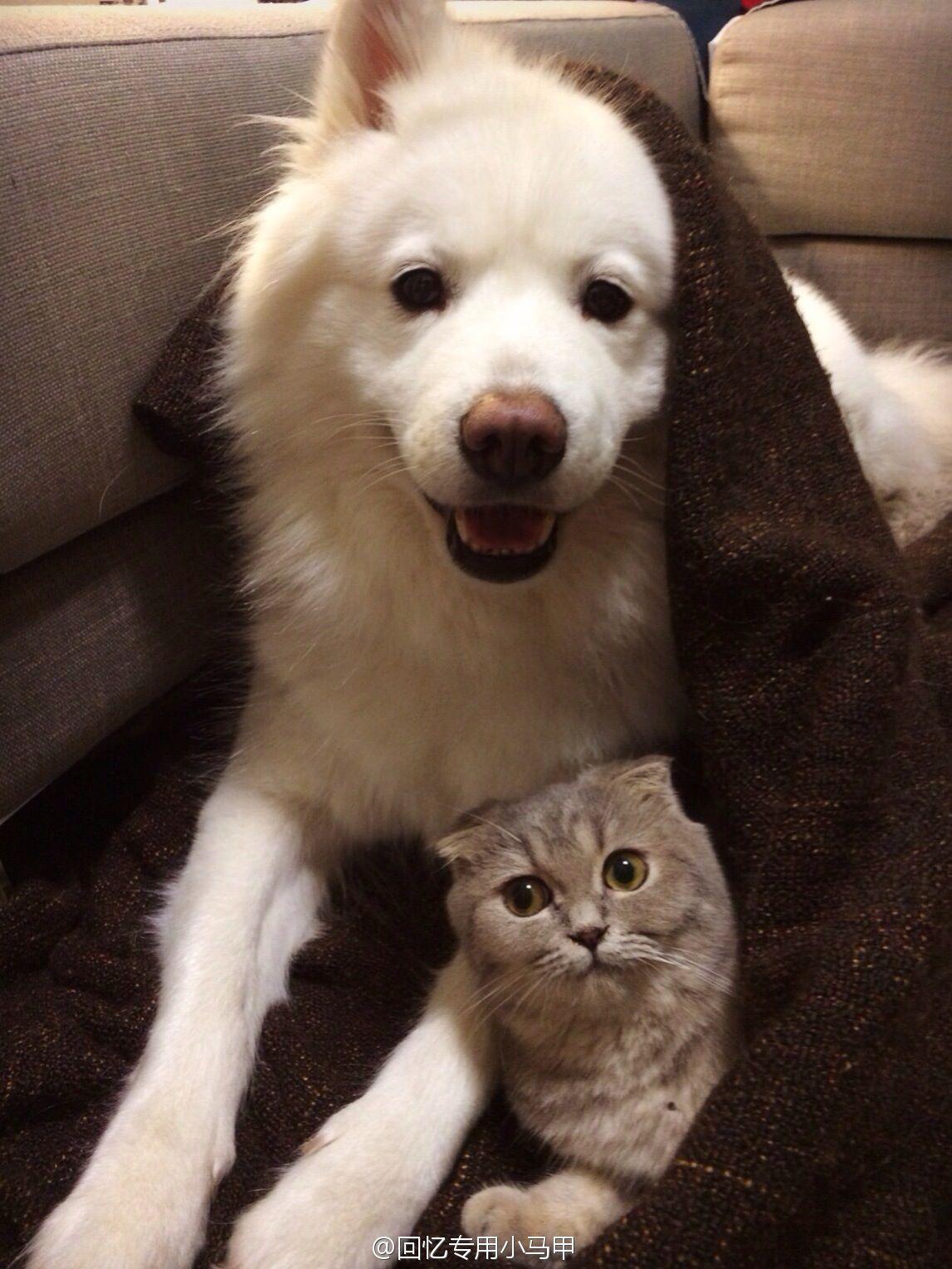 猫和狗是否能一起养?<em>为什么</em>? - 知乎