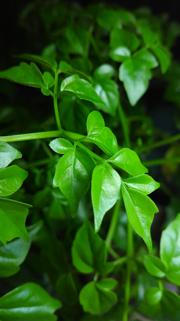 菜豆树,也叫幸福树