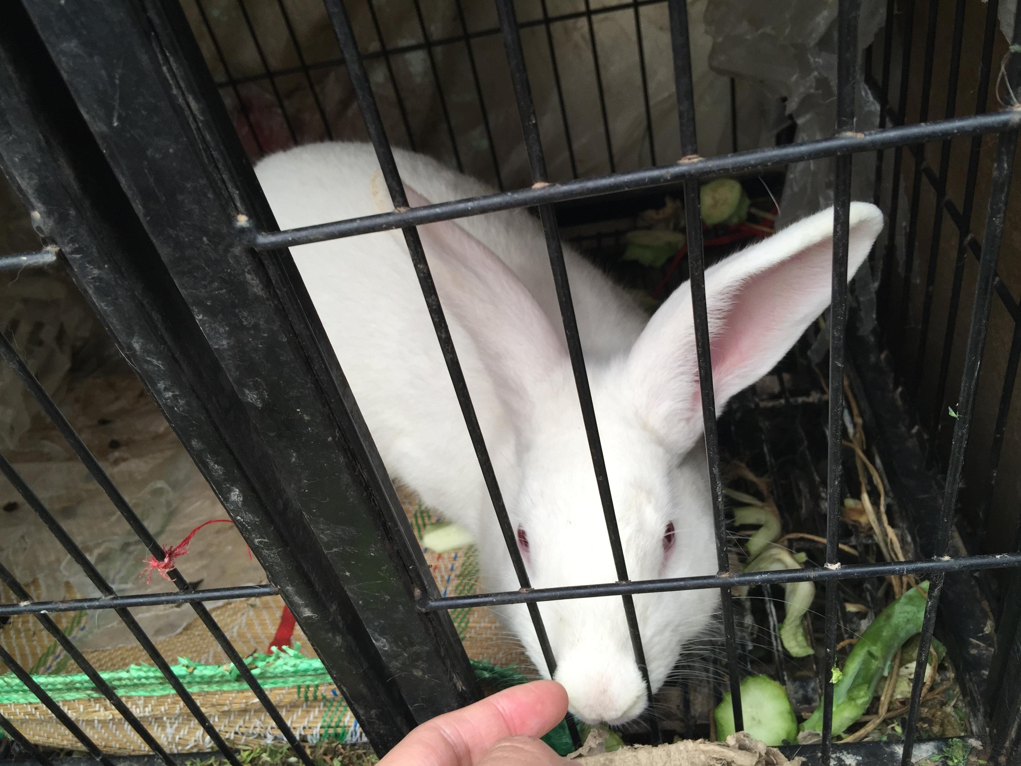 有人听过兔子叫么?兔子的叫声是什么样的? ?