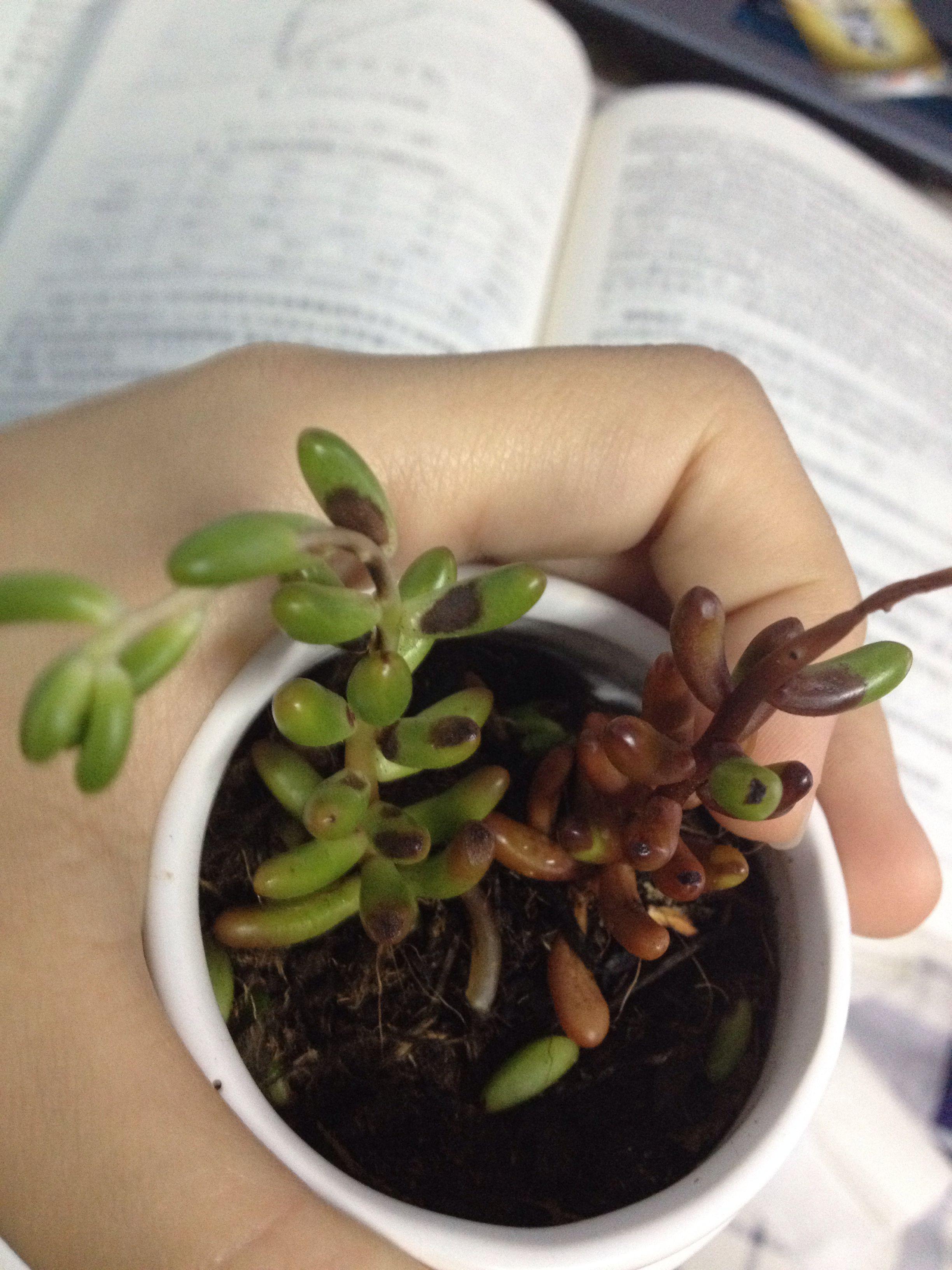 多肉晒后变红长黑斑了怎么办? - Jacbjie 的回答