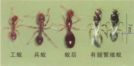 为什么蚁后不会被背叛?