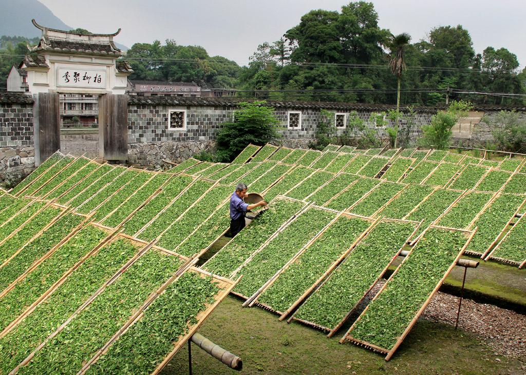 点头镇去,就能看到茶厂里的日光萎凋房,茶叶会在萎凋架上享受"日光浴"