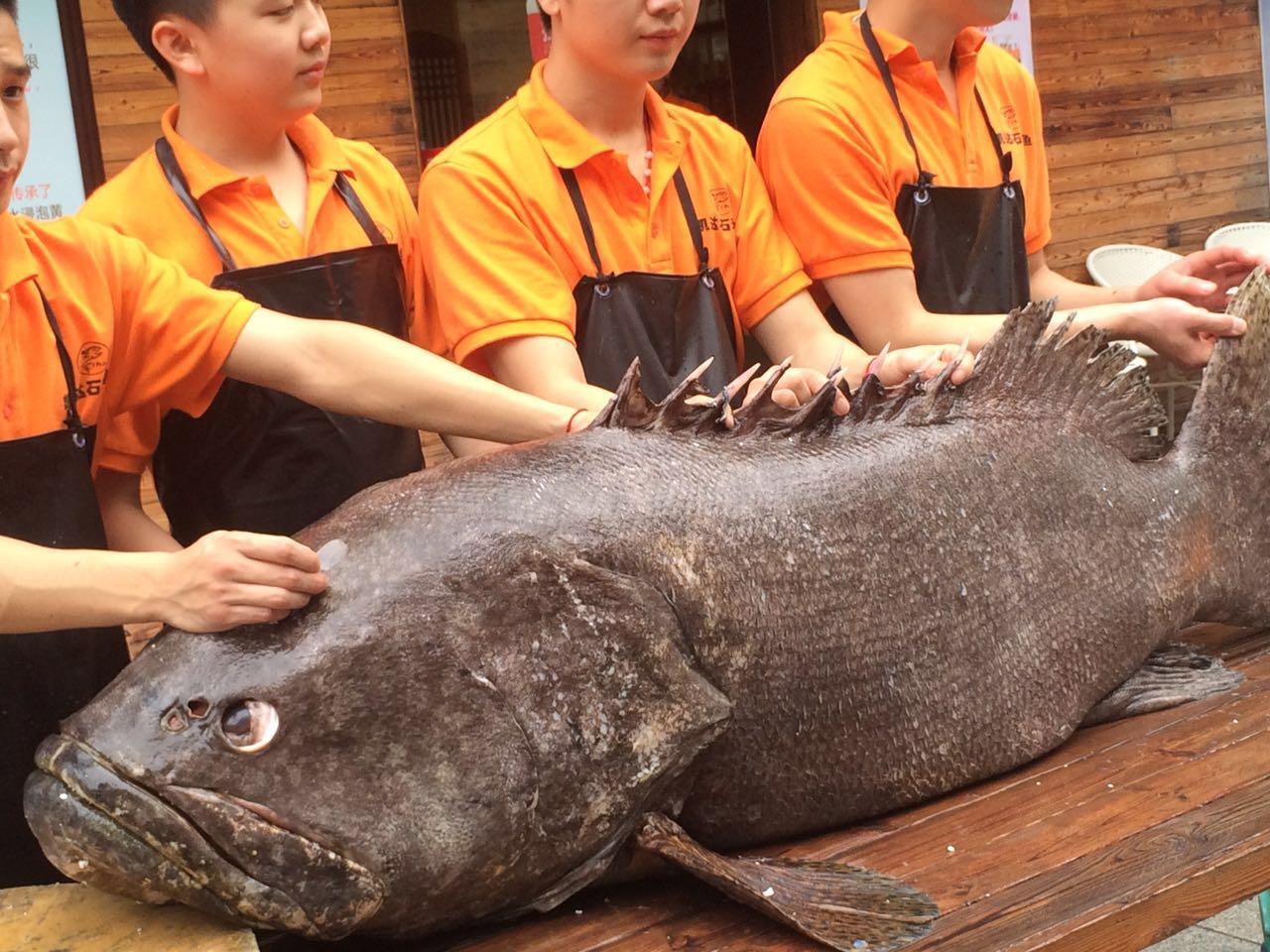 300多斤的大石斑鱼好吃吗?