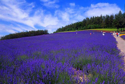 德国、法国、意大利之间,哪国是旅游首选地?