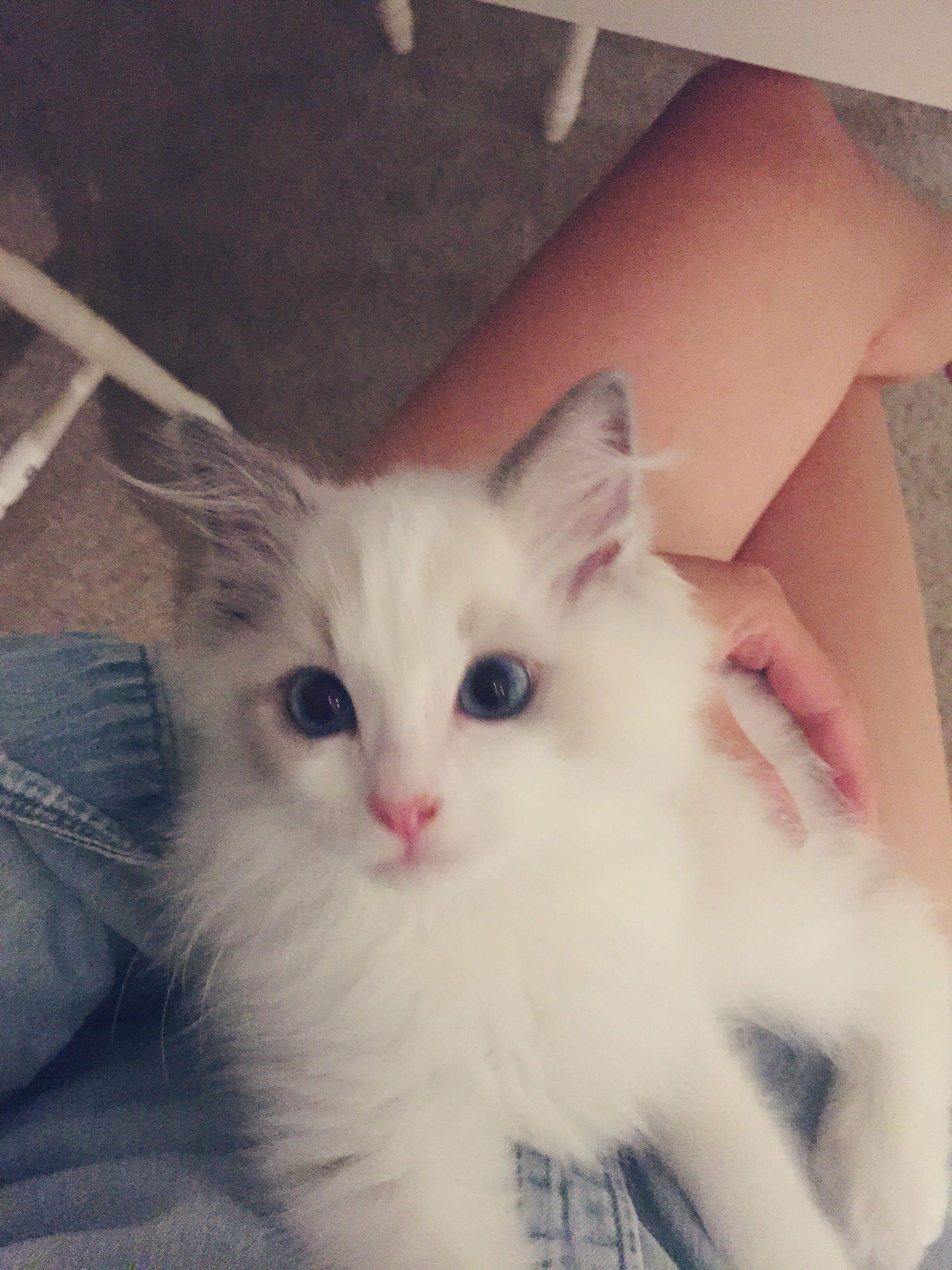 布偶猫的颜值有多高?