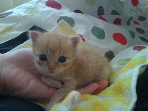 怎样判断猫的年龄? - 咲手的回答 - 知乎