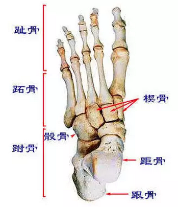 脚踝的骨骼,关节 广义上来说,脚踝部位的骨骼包括距骨,跟骨,舟骨,骰骨