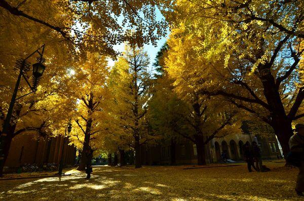 现在大二,目标东京大学,请问GPA对于日本留学