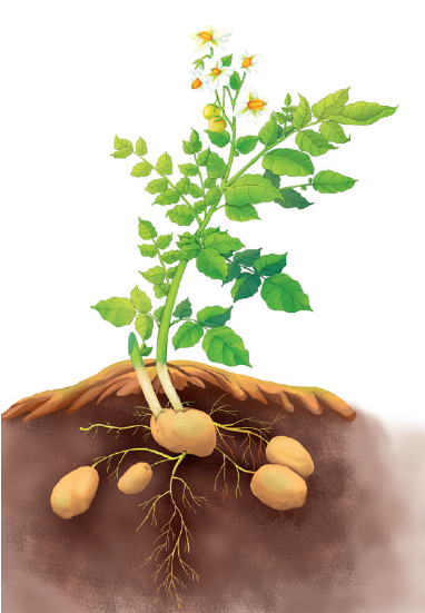 马铃薯的根是由块茎繁殖生长而成的须根系,包括主体根系和匍匐根.